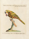 Ornithologia methodice digesta Pl.111
