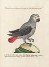 Ornithologia methodice digesta Pl.112