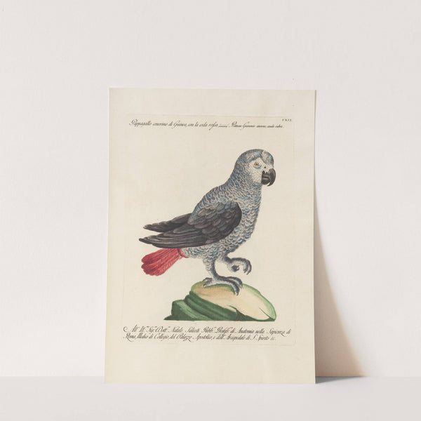 Ornithologia methodice digesta Pl.112 by Saverio Manetti