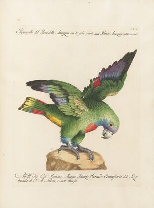 Ornithologia methodice digesta Pl.114