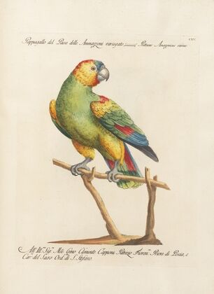 Ornithologia methodice digesta Pl.115