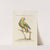 Ornithologia methodice digesta Pl.115 by Saverio Manetti