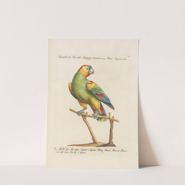 Ornithologia methodice digesta Pl.115 by Saverio Manetti