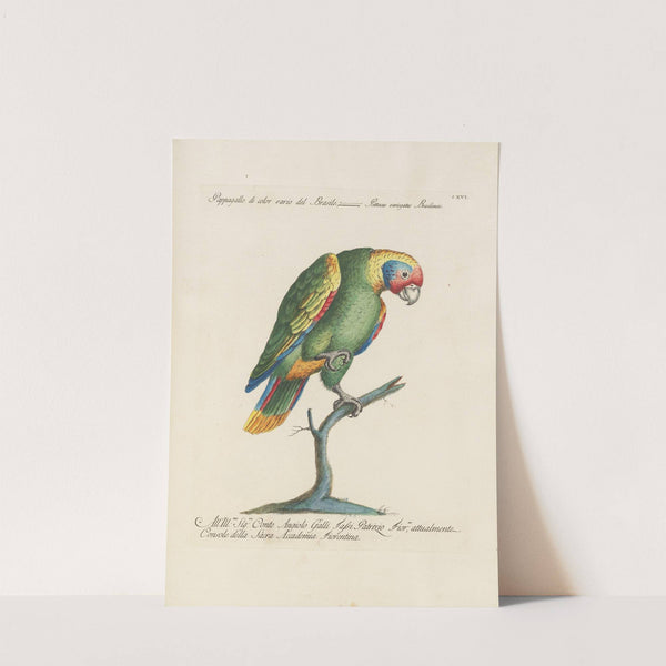 Ornithologia methodice digesta Pl.116 by Saverio Manetti