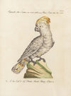 Ornithologia methodice digesta Pl.117