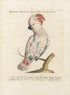 Ornithologia methodice digesta Pl.118