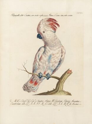 Ornithologia methodice digesta Pl.118