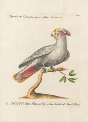 Ornithologia methodice digesta Pl.119