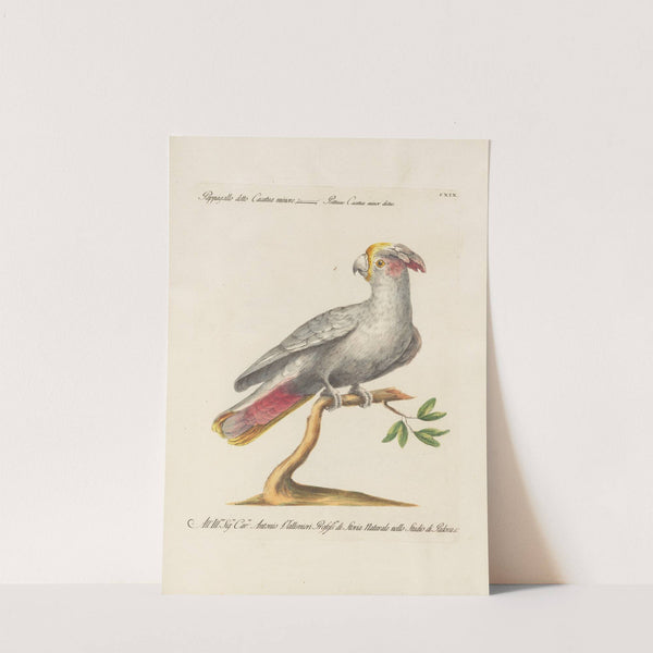 Ornithologia methodice digesta Pl.119 by Saverio Manetti