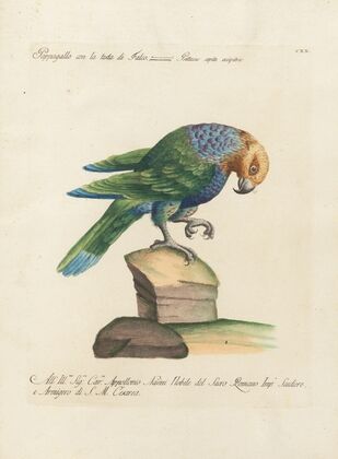 Ornithologia methodice digesta Pl.120