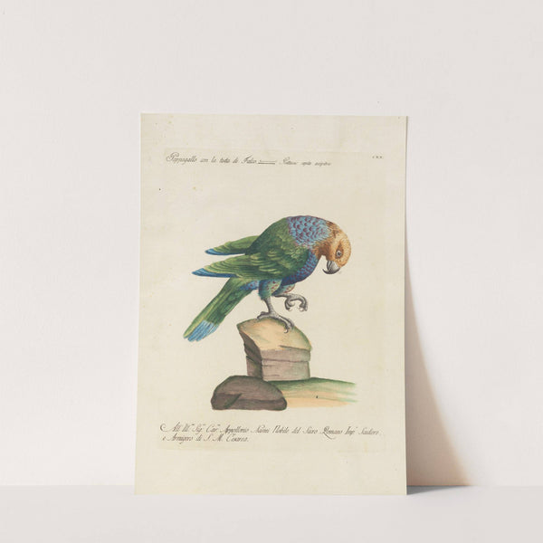 Ornithologia methodice digesta Pl.120 by Saverio Manetti