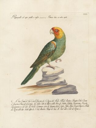 Ornithologia methodice digesta Pl.121
