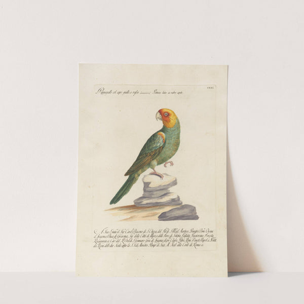 Ornithologia methodice digesta Pl.121 by Saverio Manetti