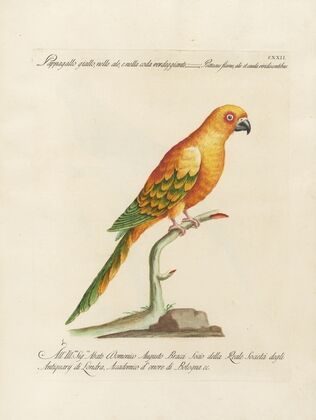 Ornithologia methodice digesta Pl.122