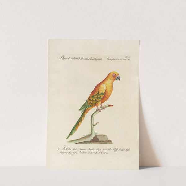 Ornithologia methodice digesta Pl.122 by Saverio Manetti