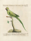 Ornithologia methodice digesta Pl.123
