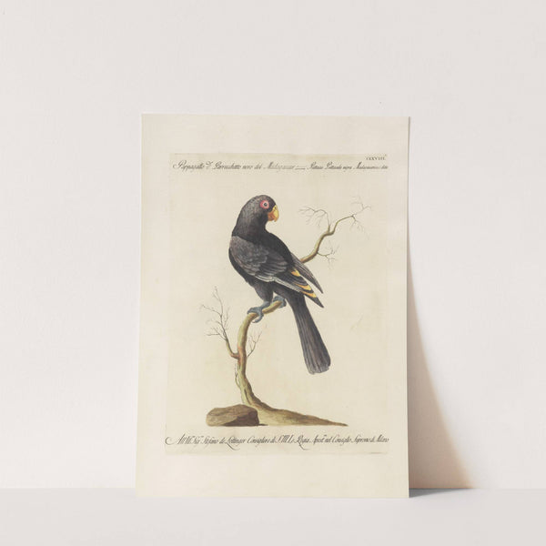 Ornithologia methodice digesta Pl.125 by Saverio Manetti