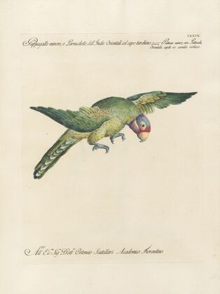 Ornithologia methodice digesta Pl.126