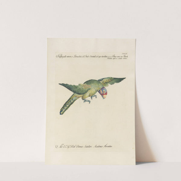 Ornithologia methodice digesta Pl.126 by Saverio Manetti