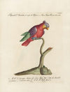 Ornithologia methodice digesta Pl.128