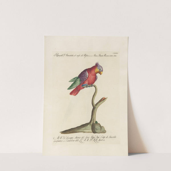 Ornithologia methodice digesta Pl.128 by Saverio Manetti