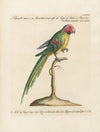 Ornithologia methodice digesta Pl.129
