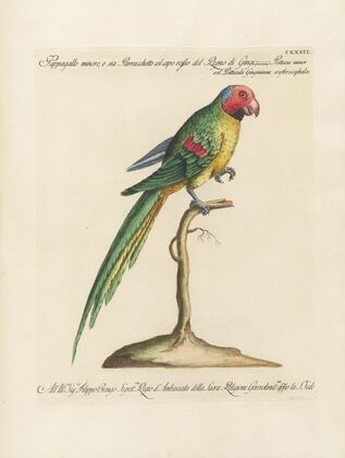 Ornithologia methodice digesta Pl.129