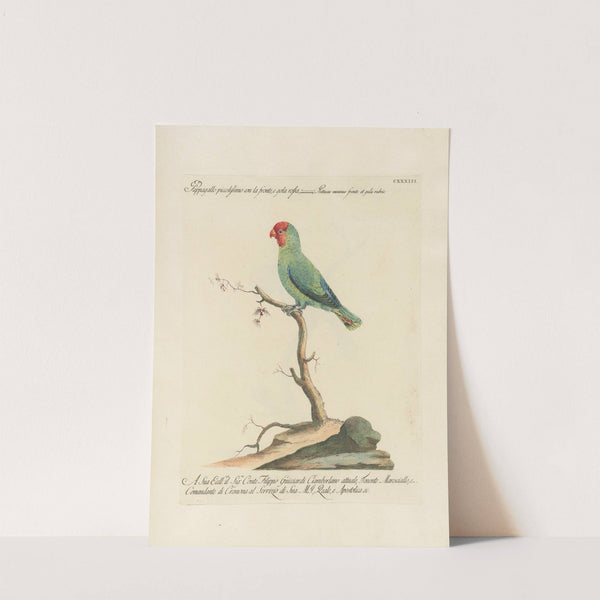 Ornithologia methodice digesta Pl.130 by Saverio Manetti