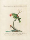 Ornithologia methodice digesta Pl.131