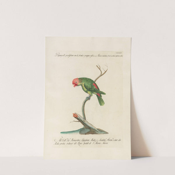 Ornithologia methodice digesta Pl.131 by Saverio Manetti