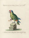Ornithologia methodice digesta Pl.132