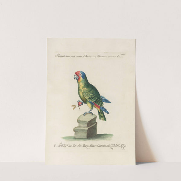 Ornithologia methodice digesta Pl.132 by Saverio Manetti