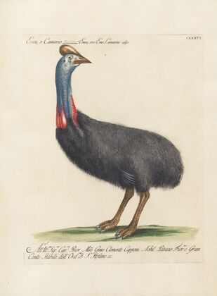 Ornithologia methodice digesta Pl.133