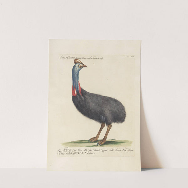 Ornithologia methodice digesta Pl.133 by Saverio Manetti