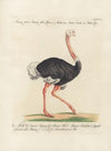 Ornithologia methodice digesta Pl.134