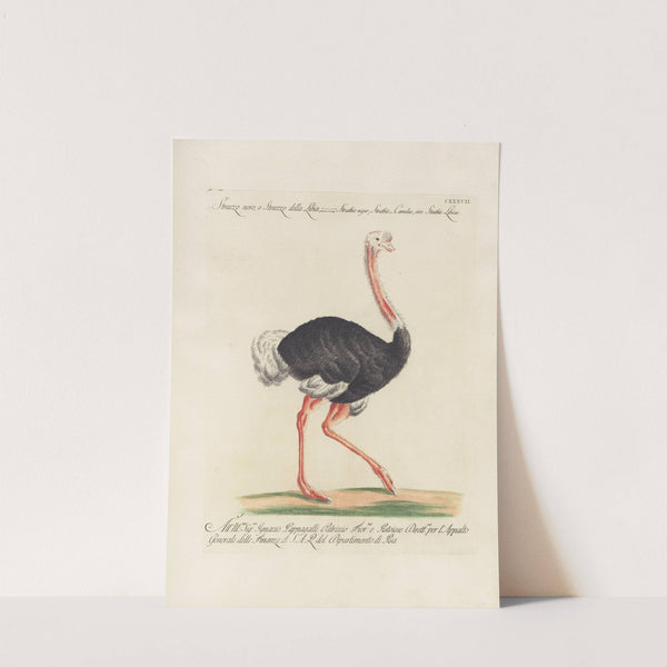 Ornithologia methodice digesta Pl.134 by Saverio Manetti