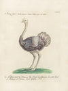 Ornithologia methodice digesta Pl.135