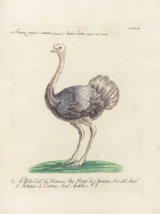 Ornithologia methodice digesta Pl.135