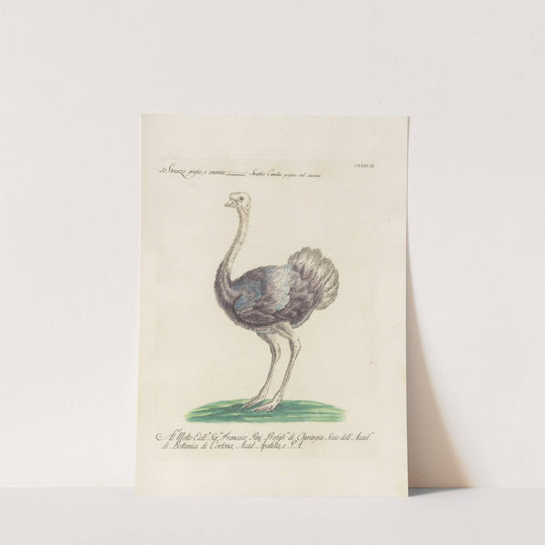 Ornithologia methodice digesta Pl.135 by Saverio Manetti