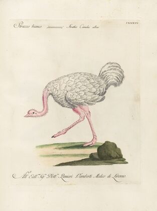 Ornithologia methodice digesta Pl.136
