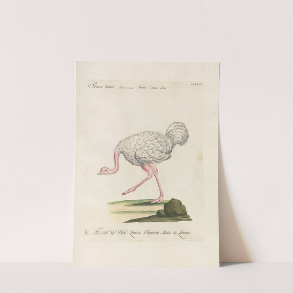 Ornithologia methodice digesta Pl.136 by Saverio Manetti