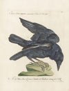 Ornithologia methodice digesta Pl.137