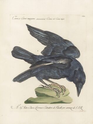 Ornithologia methodice digesta Pl.137