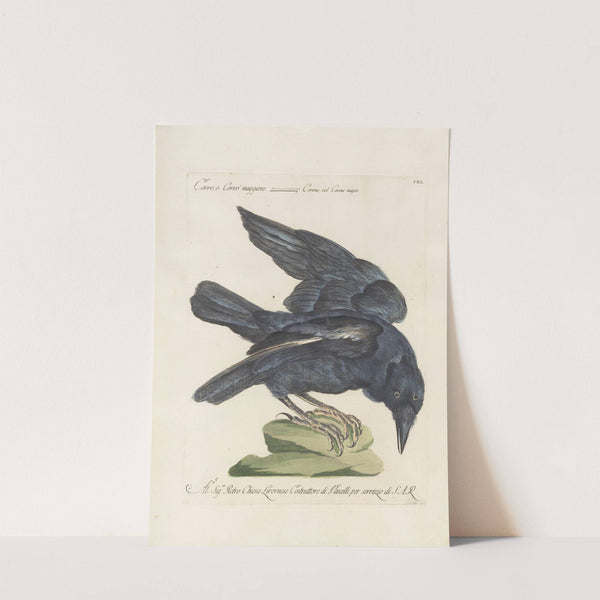 Ornithologia methodice digesta Pl.137 by Saverio Manetti