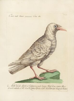 Ornithologia methodice digesta Pl.138