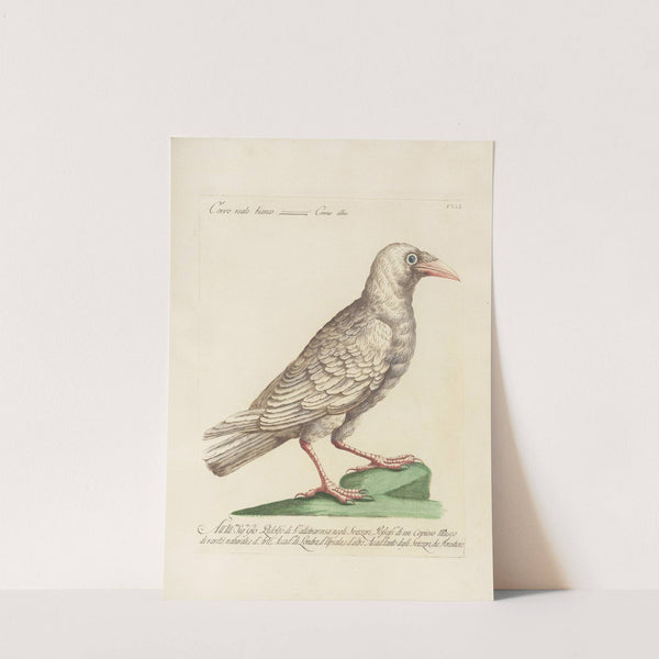 Ornithologia methodice digesta Pl.138 by Saverio Manetti