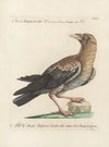 Ornithologia methodice digesta Pl.139