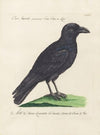 Ornithologia methodice digesta Pl.140