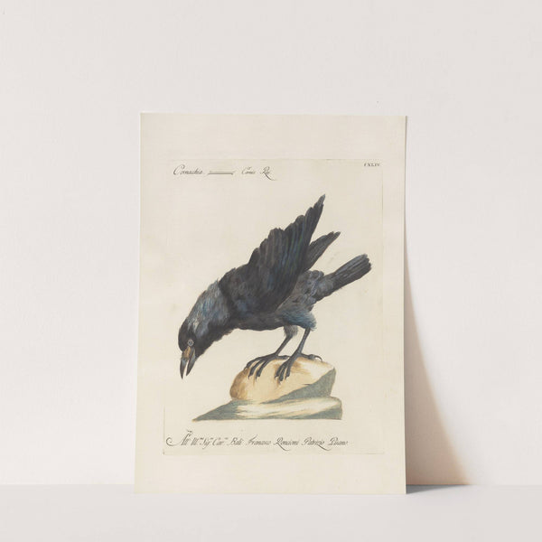 Ornithologia methodice digesta Pl.141 by Saverio Manetti