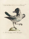 Ornithologia methodice digesta Pl.143